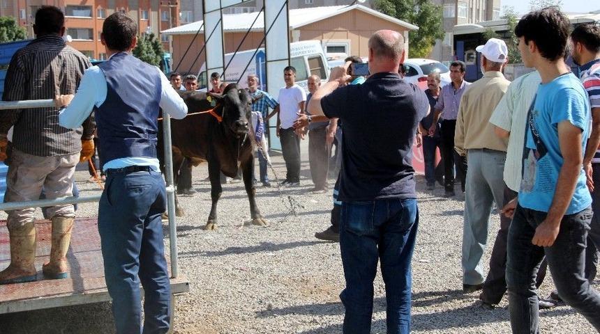 Erzurum&rsquo;da &lsquo;angus&rsquo; Cinsi Kurbanlık G&uuml;&ccedil;l&uuml;kle Kesilebildi