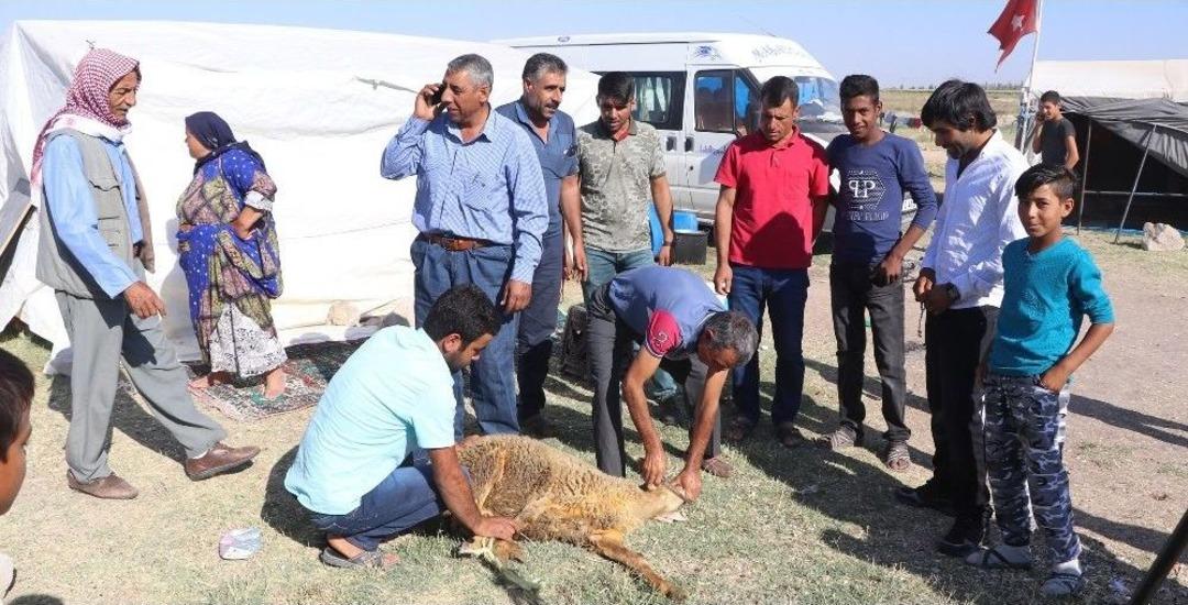 (&ouml;zel Haber) Urfalı Tarım İş&ccedil;ilerinin &Ccedil;adırda Kurban Kesimi