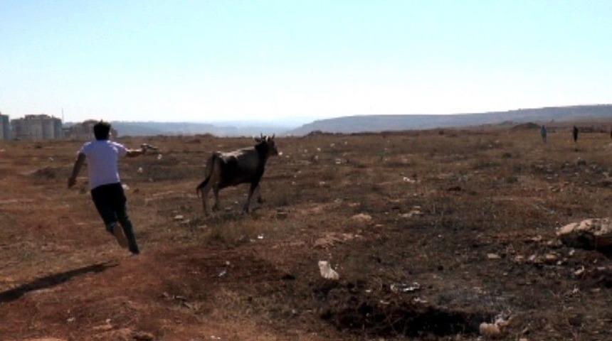 İpini Koparan Kurbanlık Zor Anlar Yaşattı