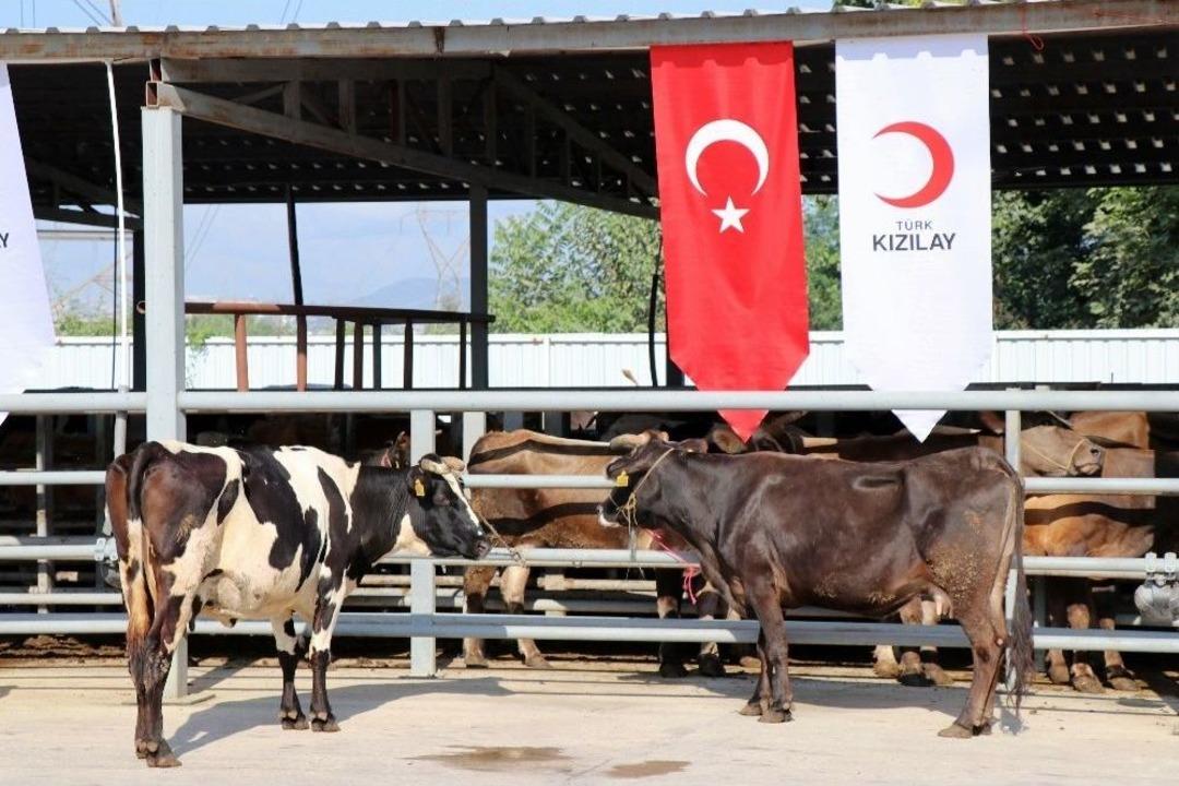 Başkan Erdoğan&rsquo;ın Vekalet Kurbanı Sakarya&rsquo;da Kesildi