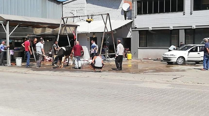 Kurbanlık Tosunun İnadı, Kasabı &Ccedil;ileden &Ccedil;ıkarttı