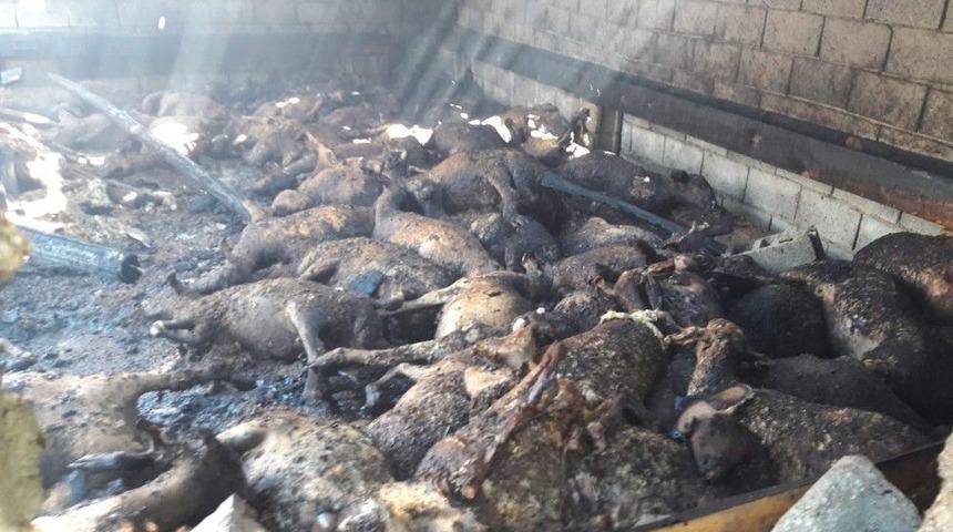 Siirt&rsquo;te Yangın: 110 Koyun Telef Oldu