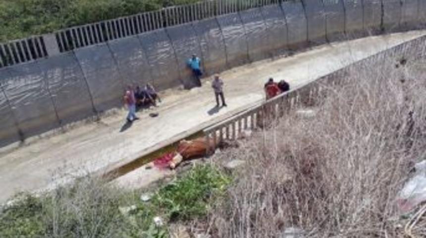 Huysuzlanan Dana, Sahibiyle Birlikte 10 Metreden Dere Yatağına Düştü