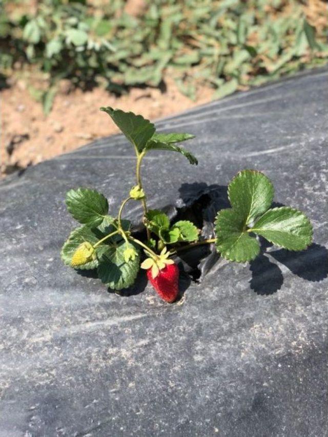 Çaldıran’da Doğal Çilek Yetiştiriciliği