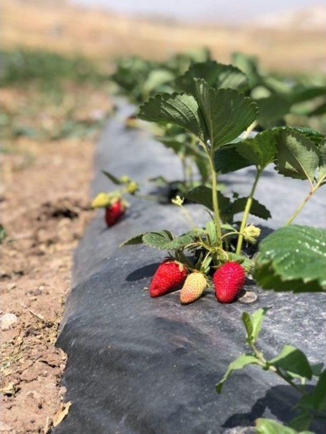 Çaldıran’da Doğal Çilek Yetiştiriciliği