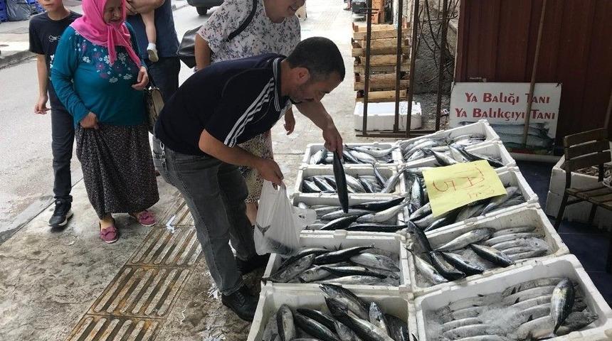 Karadeniz&rsquo;de Palamut Bolluğu