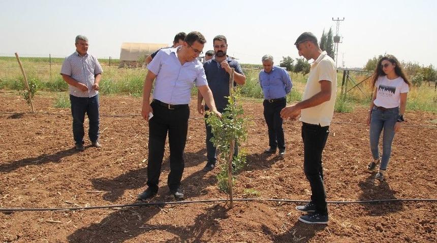 Mardin Meyvecilikte Marka Olma Yolunda