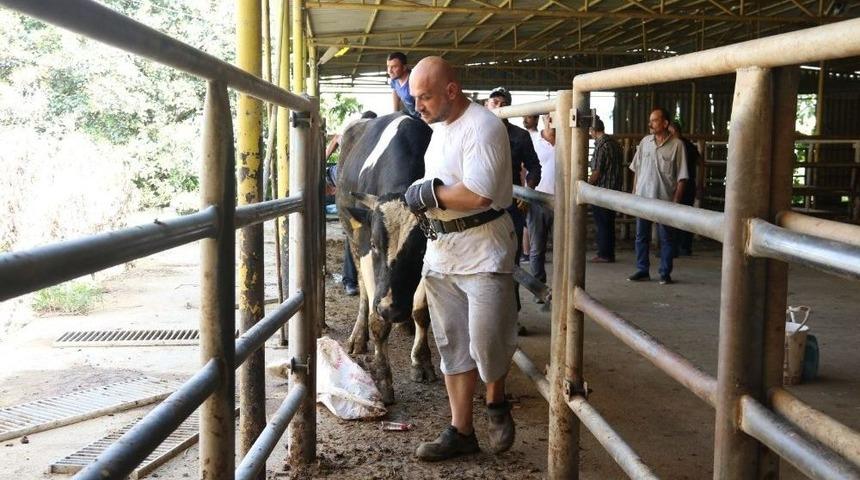 Büyükşehir Mezbahalarında Kesimler Yapıldı
