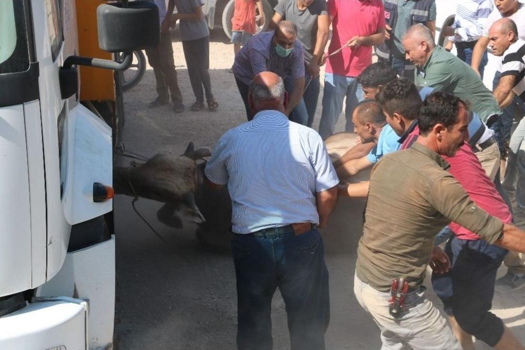 Şanlıurfa&rsquo;da Ka&ccedil;an Kurbanlıklar Sahiplerine Zor Anlar Yaşattı