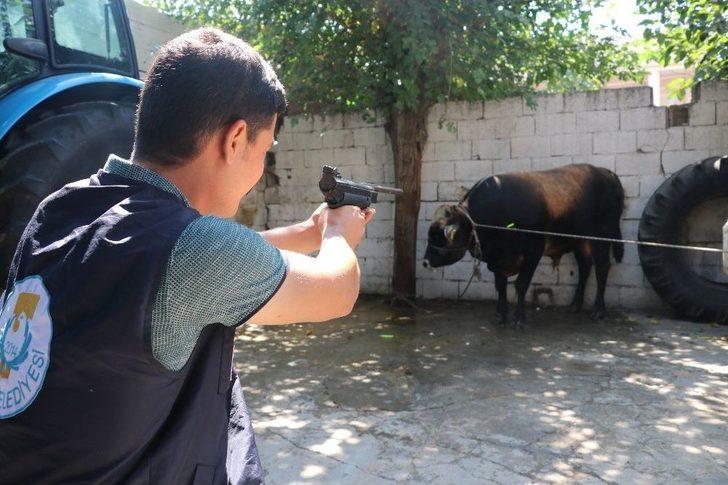 Şanlıurfa’da Kaçan Kurbanlıklar Sahiplerine Zor Anlar Yaşattı G1