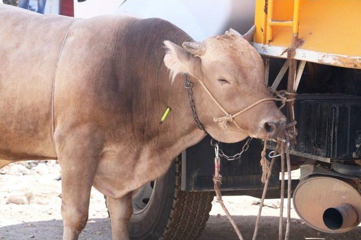 Şanlıurfa’da Kaçan Kurbanlıklar Sahiplerine Zor Anlar Yaşattı G4