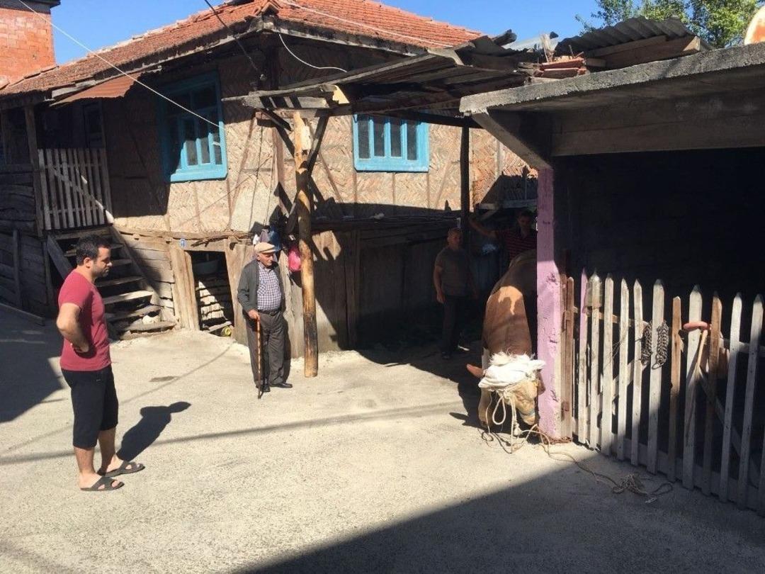 400 Kiloluk Kurbanlık Danayı B&ouml;yle Yıktılar