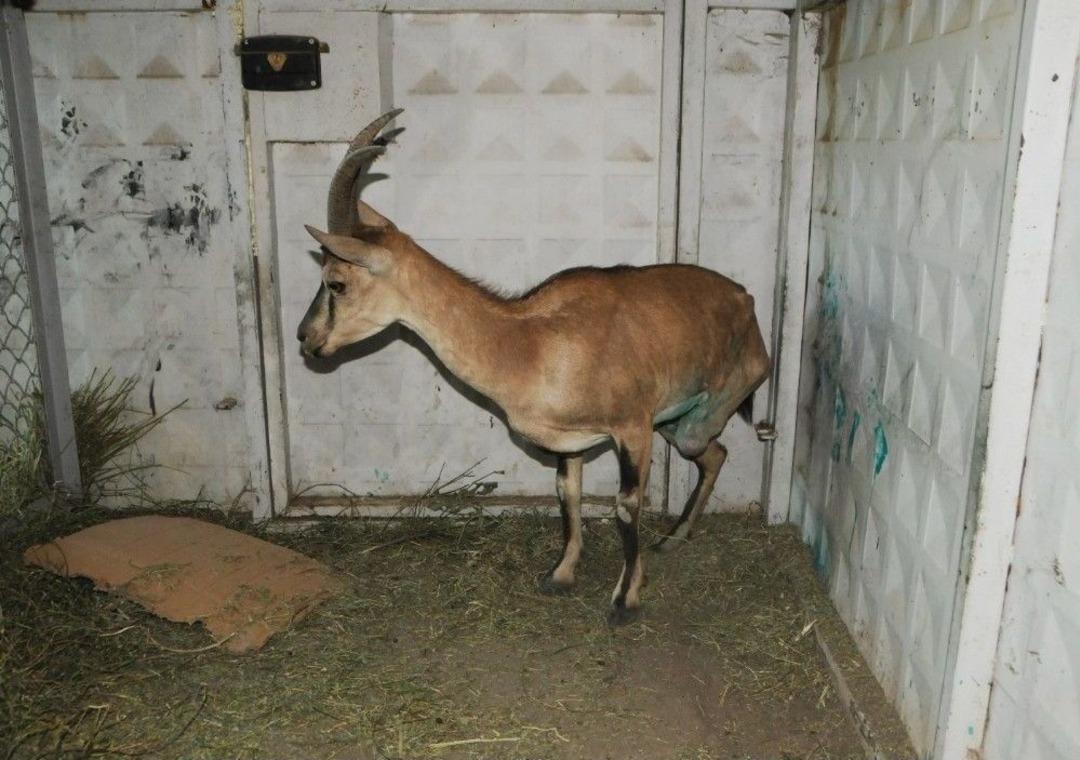 Bacağı Kesilen Dağ Ke&ccedil;isi, Koruma Altına Alındı