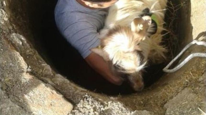 Koyun Kuyuya D&uuml;şt&uuml; Ekipler Kurtardı