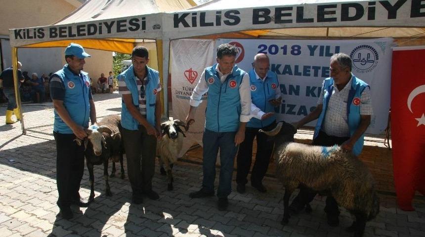 Bakanların Kurbanları Kilis&rsquo;te Kesildi