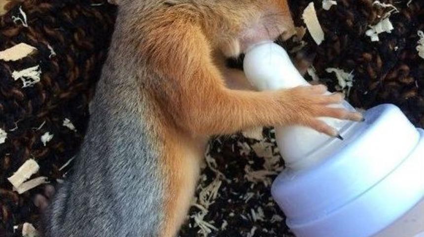 Yuvadan D&uuml;şen Yavru Sincap Koruma Altına Alındı