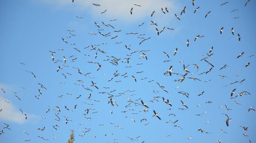 Baharın M&uuml;jdeleyicisi Leylekler Geldi