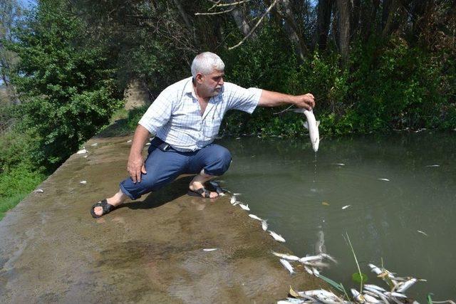 İnegöl’de Balık Ölümleri Devam Ediyor