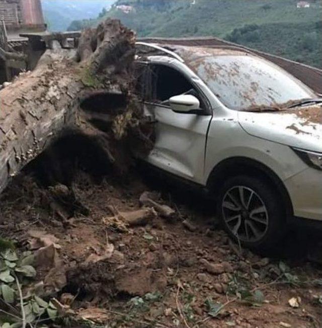 Trabzon’da Ağaç Otomobilin Üstüne Devrildi