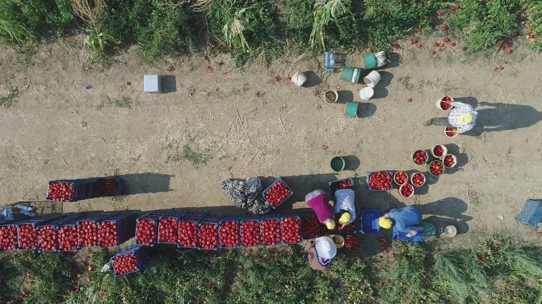 Fırsat&ccedil;ılar Domatese De &rsquo;sal&ccedil;a&rsquo; Oldu