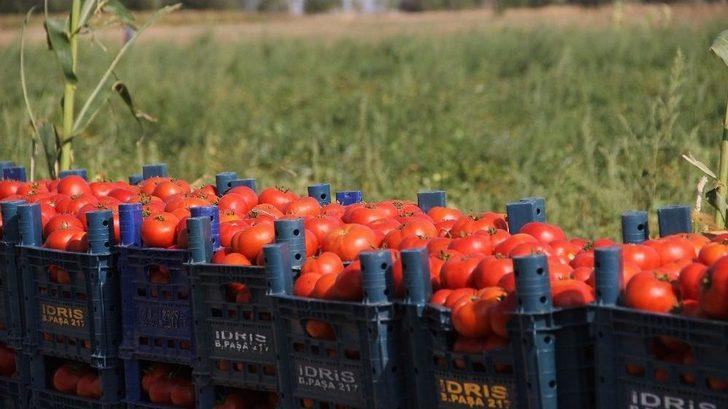 Fırsatçılar Domatese De ’salça’ Oldu G2