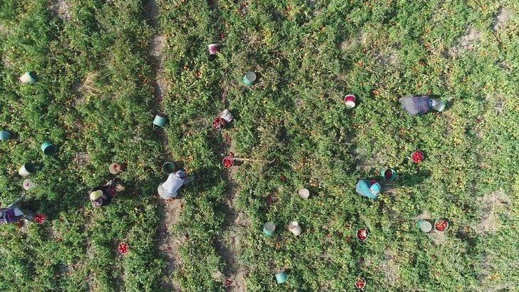 Fırsatçılar Domatese De ’salça’ Oldu G3