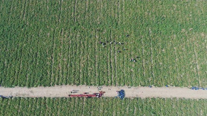 Fırsatçılar Domatese De ’salça’ Oldu G4