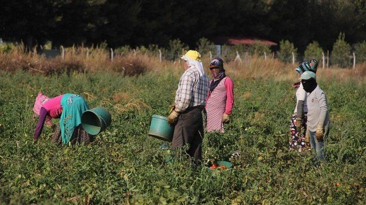 Fırsatçılar Domatese De ’salça’ Oldu G5