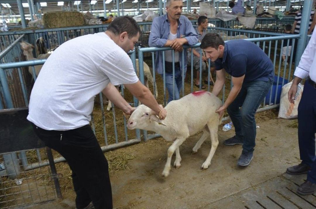 Kurbanlık Almak İ&ccedil;in Bayram G&uuml;n&uuml;n Beklediler