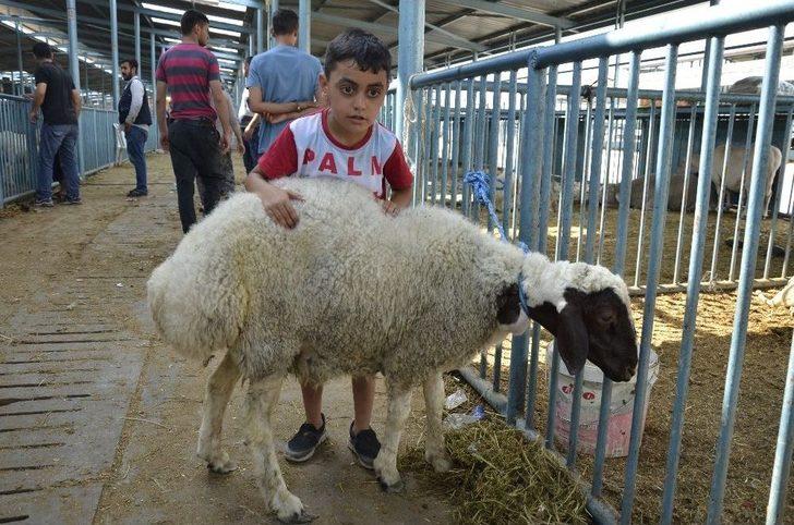 Kurbanlık Almak İçin Bayram Günün Beklediler G1