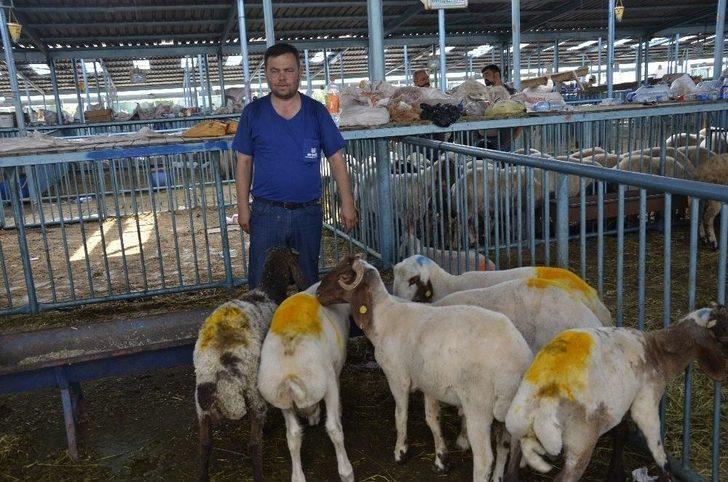 Kurbanlık Almak İçin Bayram Günün Beklediler G2