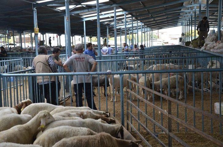 Kurbanlık Almak İçin Bayram Günün Beklediler G4