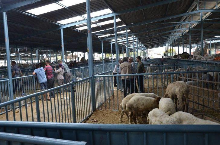 Kurbanlık Almak İçin Bayram Günün Beklediler G5