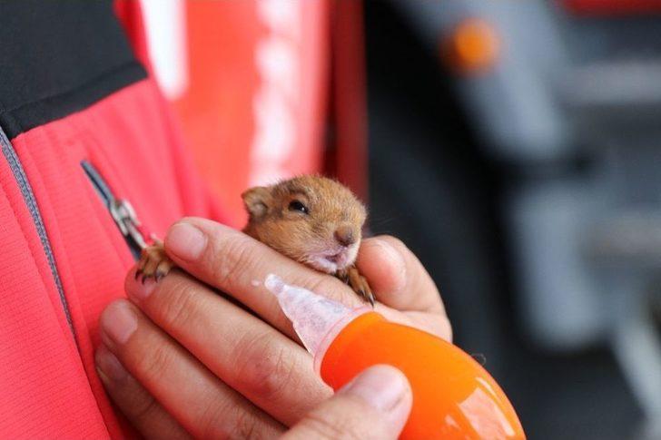 İtfaiye Çavuşu Yavru Sincaba Çocuğu Gibi Bakıyor G2