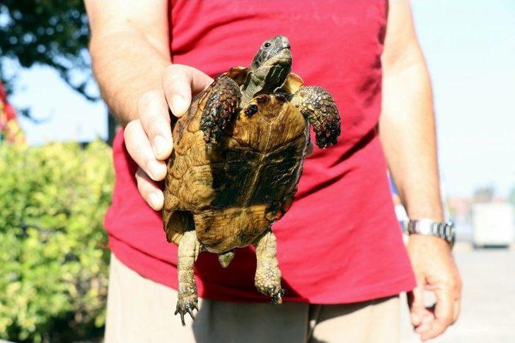 Çalılık Alanda Çıkan Yangın 10 Dönümlük Araziyi Küle Çevirdi G4