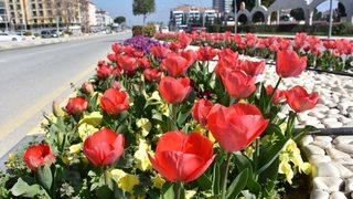 Alaşehir Çiçeklerle Renk Cümbüşüne Büründü