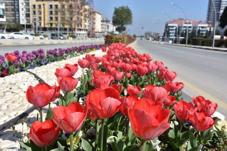 Alaşehir Çiçeklerle Renk Cümbüşüne Büründü G5