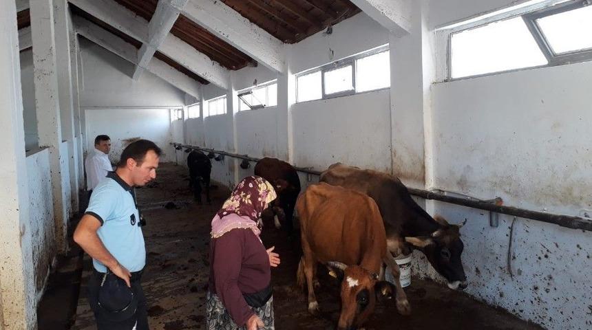 Zabıta Ekipleri Buldukları B&uuml;y&uuml;kbaş Hayvanları Sahibine Teslim Etti