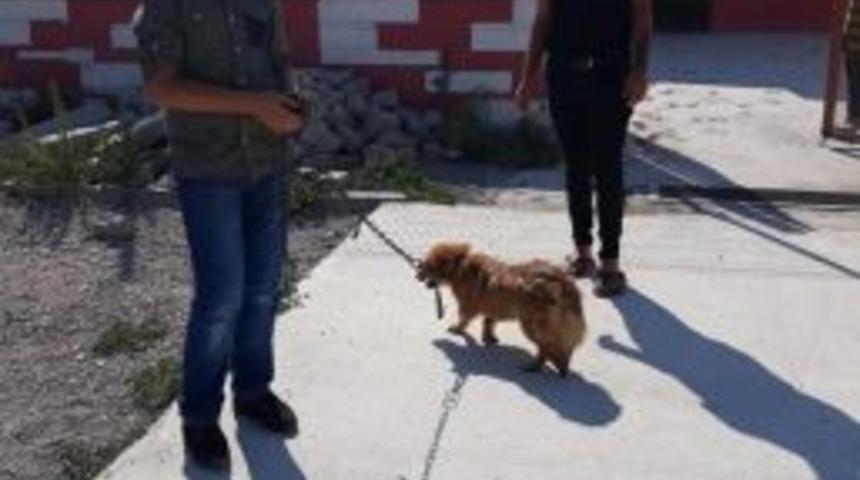 Niksar Belediyesi Hayvanları Sahiplendiriyor