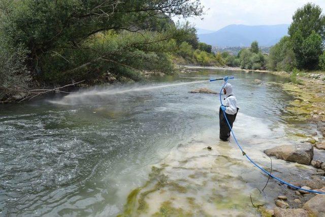 Similium İle Biyolojik Mücadele Başarılı Geçti