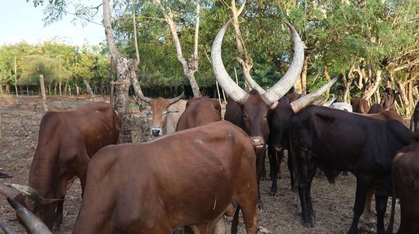 Zanzibar&rsquo;da Kurbanlıklar Kesime Hazır