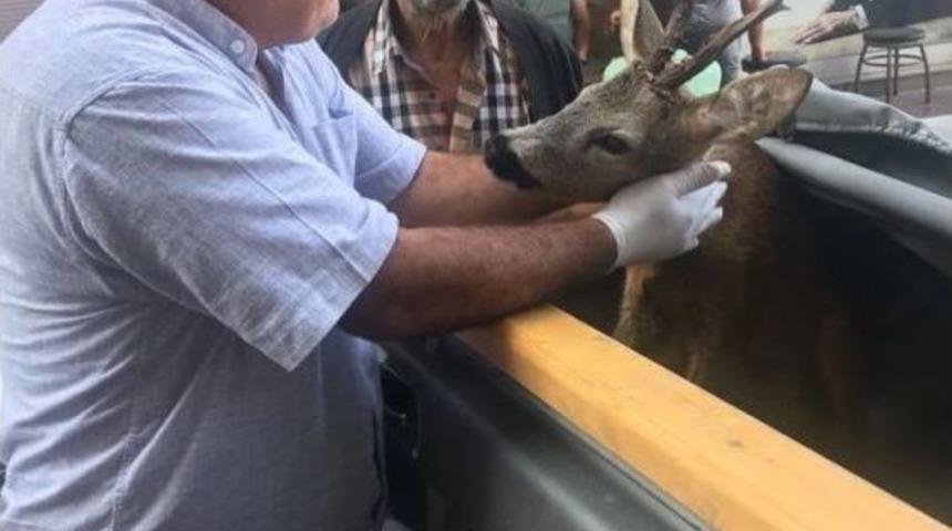 Trabzon’da Yaralı Karaca Tedavi Altına Alındı