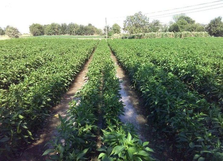 Boru Patladı, Mahsuller Su İçinde Yüzdü G5