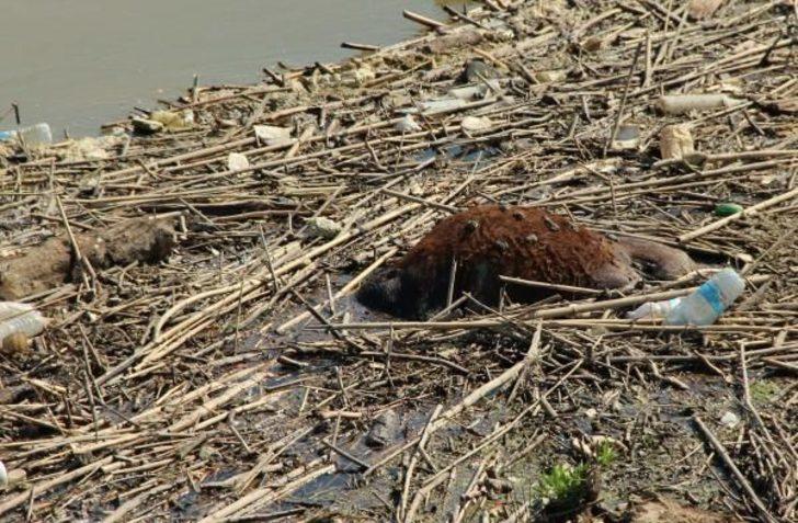 Büyük Menderes Nehri'ndeki hayvan leşlerinin görüntüleri olay yarattı G1