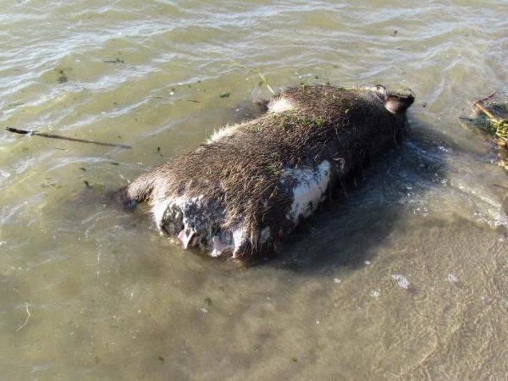 Büyük Menderes Nehri'ndeki hayvan leşlerinin görüntüleri olay yarattı G2