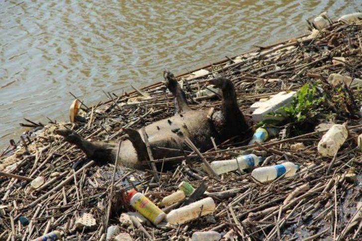 Büyük Menderes Nehri'ndeki hayvan leşlerinin görüntüleri olay yarattı G3