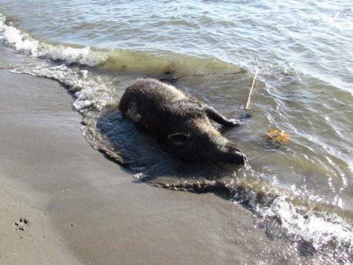 Büyük Menderes Nehri'ndeki hayvan leşlerinin görüntüleri olay yarattı G4