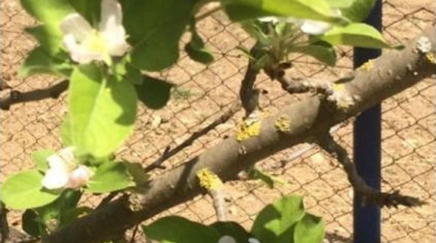 Sıcak Havaya Aldanan Elma Ağa&ccedil;ları &Ccedil;i&ccedil;ek A&ccedil;tı