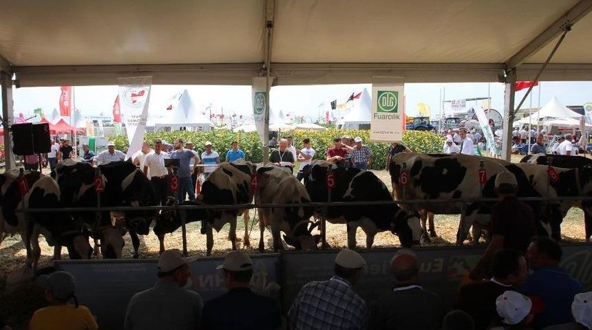 Tekirdağ’da İnek Güzellik Yarışması