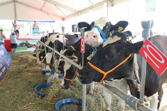 Tekirdağ’da İnek Güzellik Yarışması